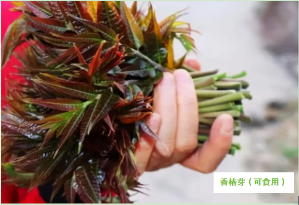 微信图片_20250405090540.png